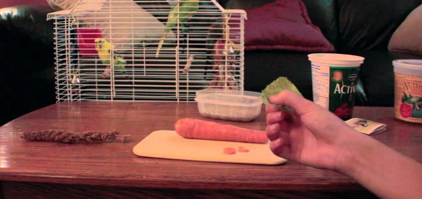 Healthy Eating For Your Budgie