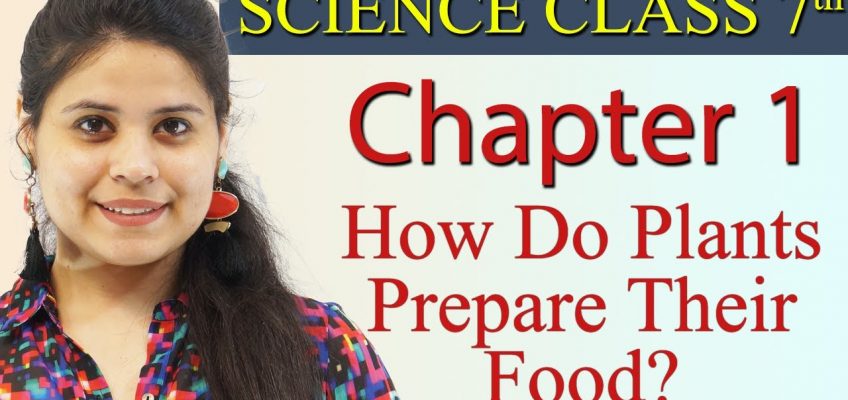 How Do Plants Prepare Their Food? Chapter 1 – Nutrition in Plants – NCERT Science Class 7
