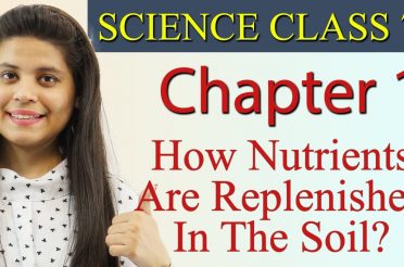How Nutrients Are Replenished In The Soil? – Chapter 1 – Nutrition in Plants – Class 7 Science