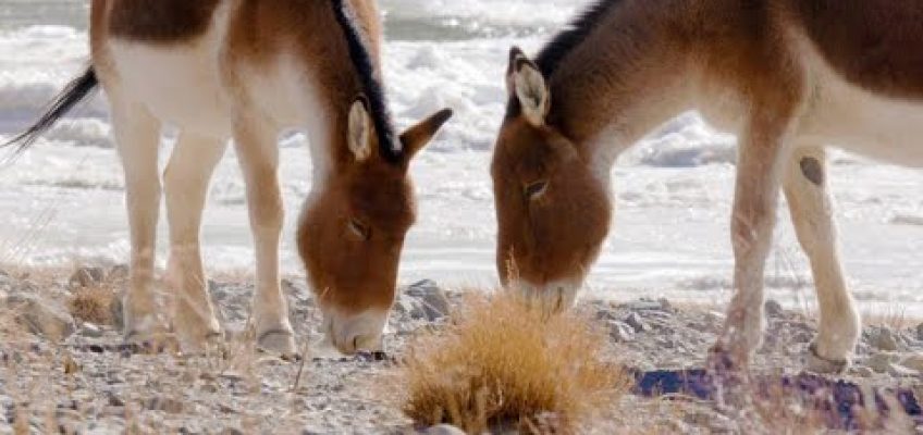 How Wild Asses Draw Nutrition From Meager Sources