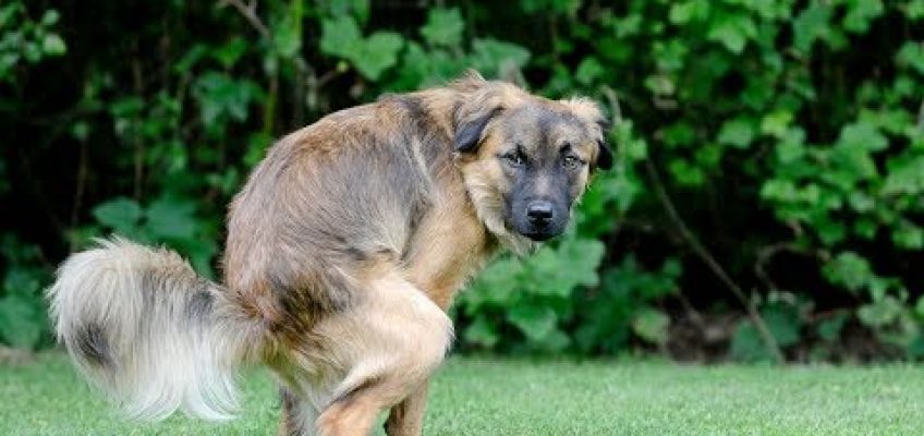 How to Stop Diarrhea in Dogs (Without a Trip to the Vet)