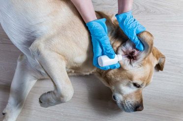 How to Treat a Dog Ear Infection (With Home Remedies)