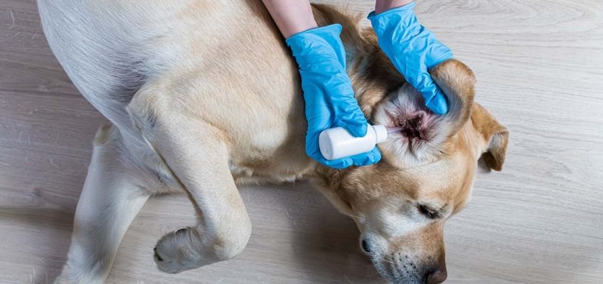 How to Treat a Dog Ear Infection (With Home Remedies)