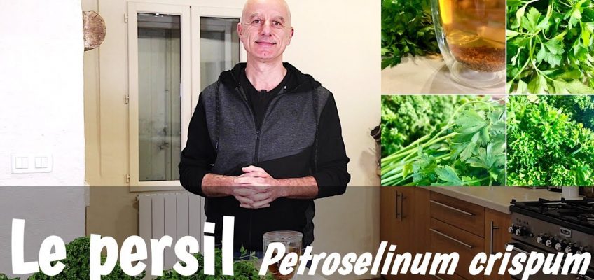 Le persil (Petroselinum crispum) : nutrition, digestion, règles douloureuses et dépuratif