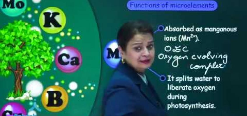 Mineral nutrition – Introduction and role of macro elements: Function of Macro elements