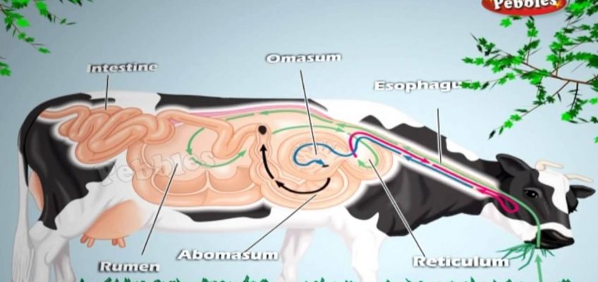 Nutrition In Animals | Class 7th CBSE Biology | NCERT | CBSE Syllabus | Animated Video