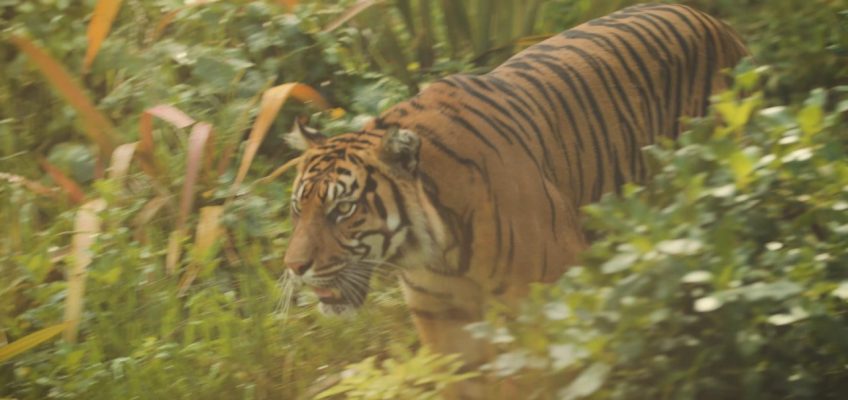 Nutrition at Wellington Zoo