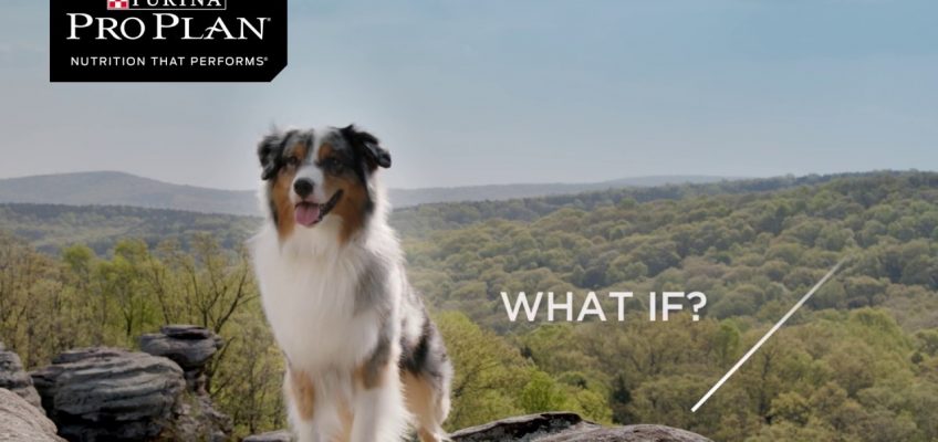 PRO PLAN – Life Changing Nutrition