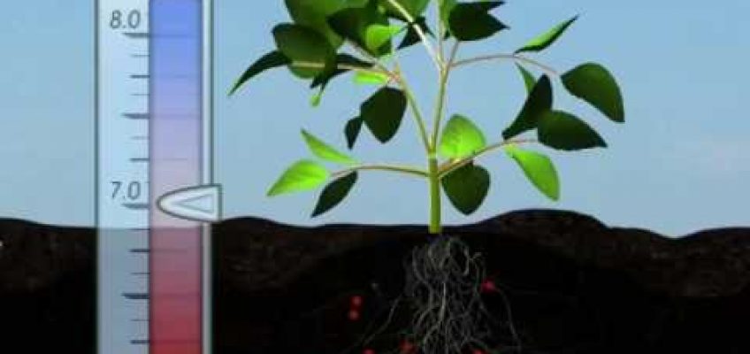 Plant Nutrition: Mineral Absorption (Part One)