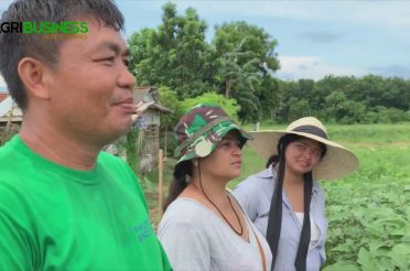 Sitaw and Ampalaya Farming using Nutrition Farming. Farm Tour | Agribusiness How It Works