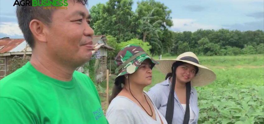 Sitaw and Ampalaya Farming using Nutrition Farming. Farm Tour | Agribusiness How It Works