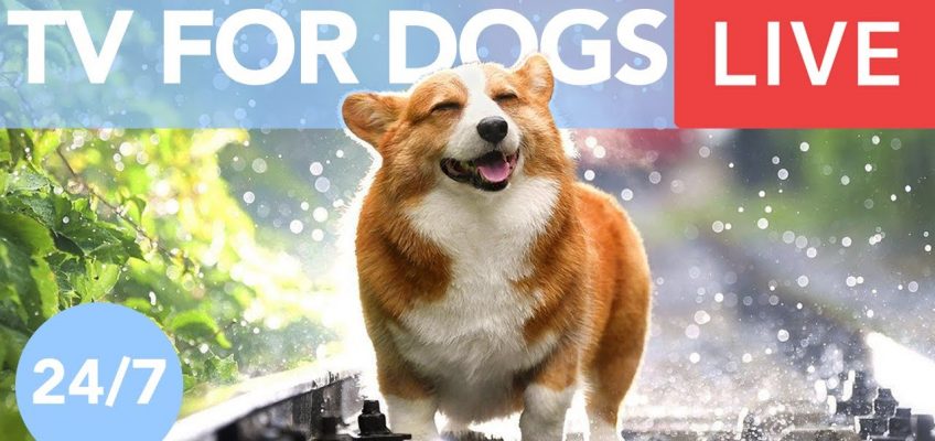 TV for Dogs! Chill Your Dog Out with this 24/7 TV and Music Playlist!