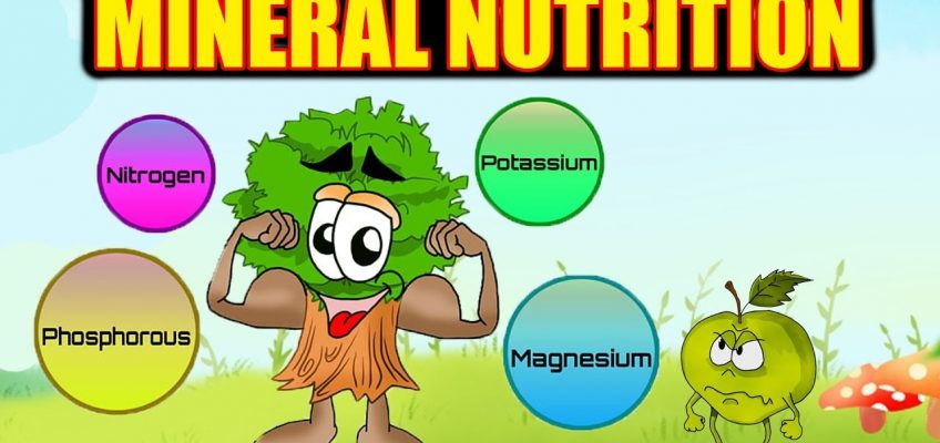 Biomentors – AIIMS/ NEET 2020 Batch : Biology – Mineral Nutrition Lecture – 1