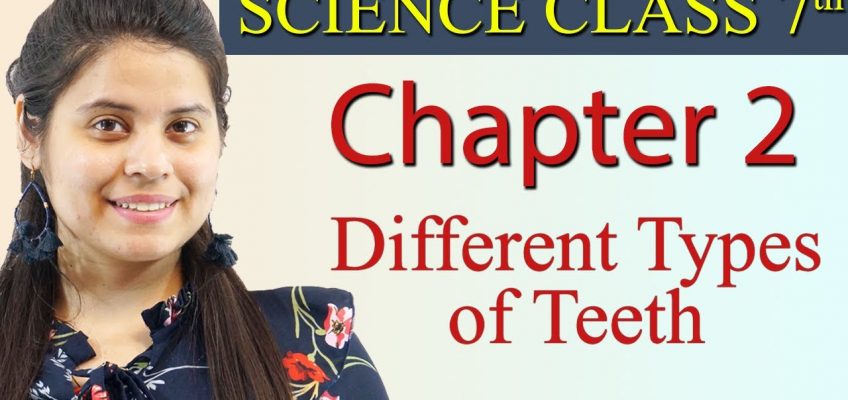 Different Types of Teeth – Chapter 2 – Nutrition in Animals – NCERT Science Class 7t