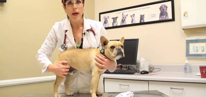 Home Remedies for Pet Pain