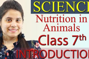 Introduction – Chapter 2 – Nutrition in Animals – NCERT Science Class 7th