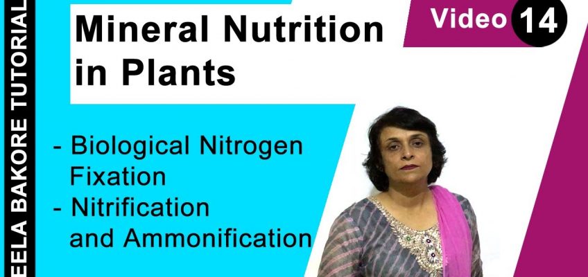 Mineral Nutrition in Plants – Biological Nitrogen Fixation – Nitrification and Ammonification