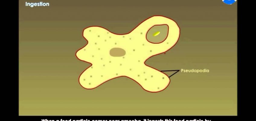 Nutrition In Amoeba – Life process nutrition (CBSE Grade :10 Biology)