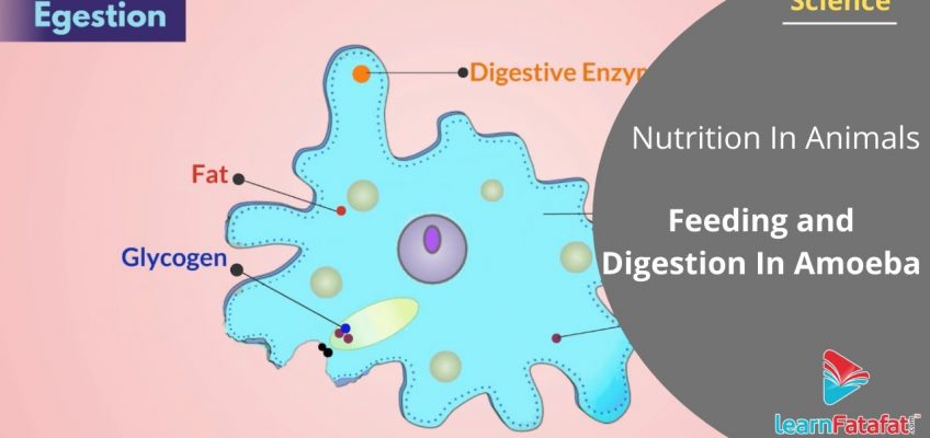 Nutrition In Animals Class 7 Science – Feeding and Digestion In Amoeba
