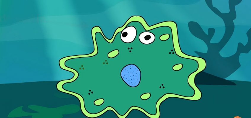 Nutrition in Amoeba – Feeding & Digestion Process | Science for Kids | Educational Videos by Mocomi