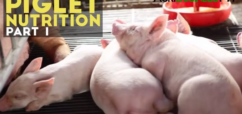Piglet Nutrition Part 1 : Importance of Piglet Nutrition | Agribusiness Philippines