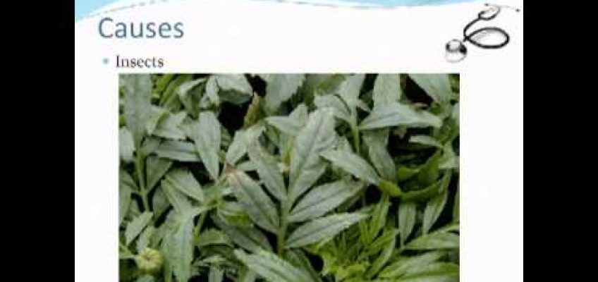 Plant Nutrition   Sherlock Holmes Style