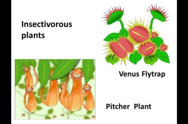 Science — Nutrition in plants – English