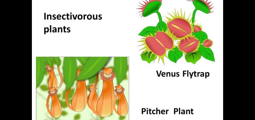 Science — Nutrition in plants – English