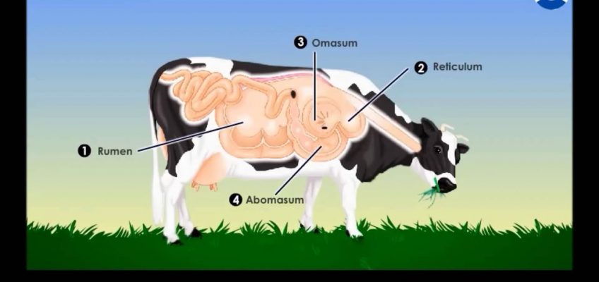 The Ruminants – Nutrition In Animals (CBSE Grade : 7 Biology)