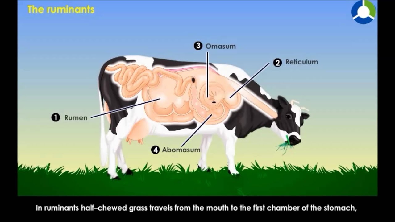 The Ruminants Nutrition In Animals (CBSE Grade 7 Biology)