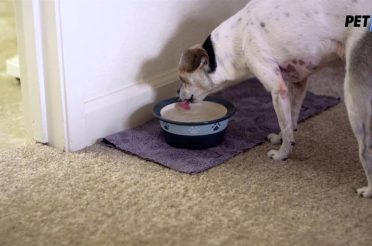 Tips for Treating Your Dog's Stomach Issues