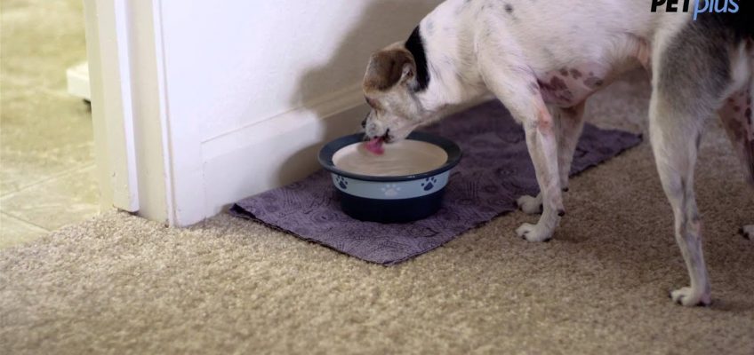 Tips for Treating Your Dog's Stomach Issues
