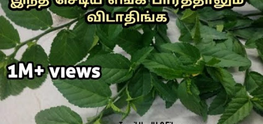 இனிமேல் இந்த செடிய ரோட்டு ஓரமா எங்கயாது பாதிங்கனா வி்ட்டுறாதிங்க | Tamil Health and Fitness care