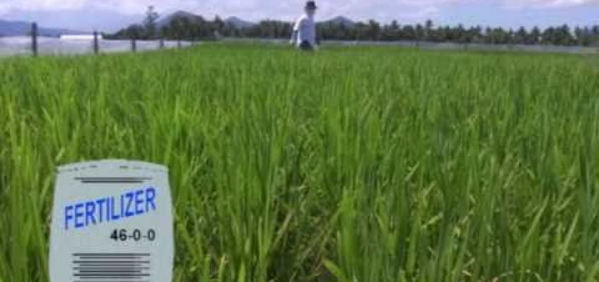 1. Important Nutrients: Tales of Ryza — The ABCs of proper nutrition for rice plants