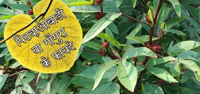 Ambadi Health Benefits | Home remedies for stomach pain and gas | Benefits of green leafy vegetable