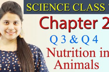 Q 3 & Q 4 :- Chapter 2 – Nutrition in Animals – Science Class 7th NCERT