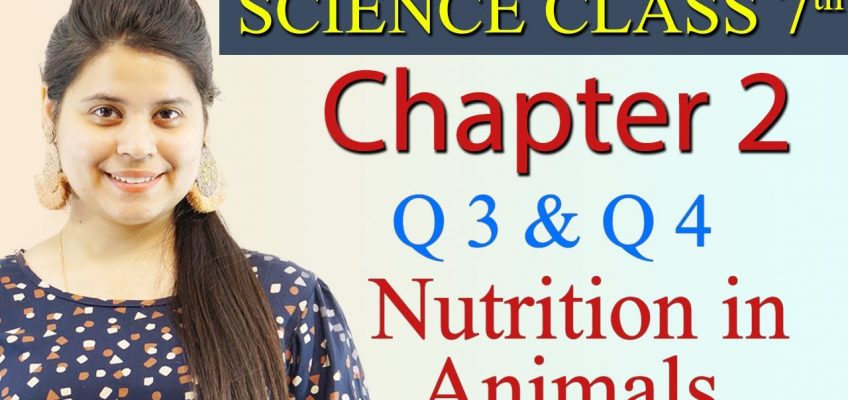 Q 3 & Q 4 :- Chapter 2 – Nutrition in Animals – Science Class 7th NCERT