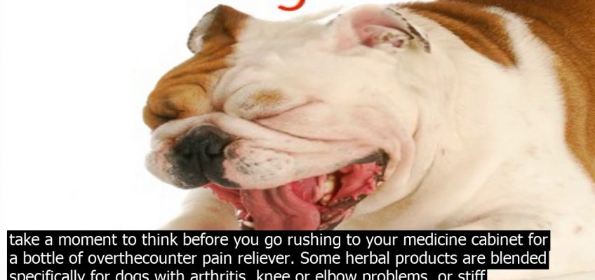 Back pain remedies for dogs   glucosamine is by far the most commonly recommended suppleme