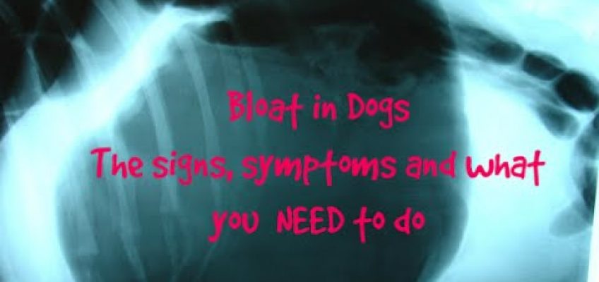 Bloat in Dogs: Signs to Watch For, What To Do