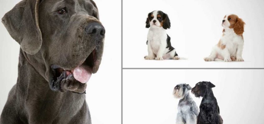 Breed Health Nutrition