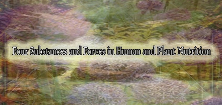 Four Substances and Forces in Human and Plant Nutrition By Rudolf Steiner