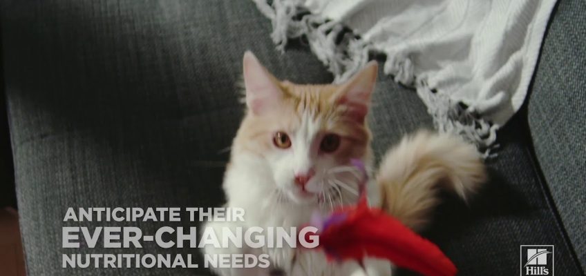 Hill's Pet Nutrition: A Step Ahead (Science Diet – Dog & Cat)