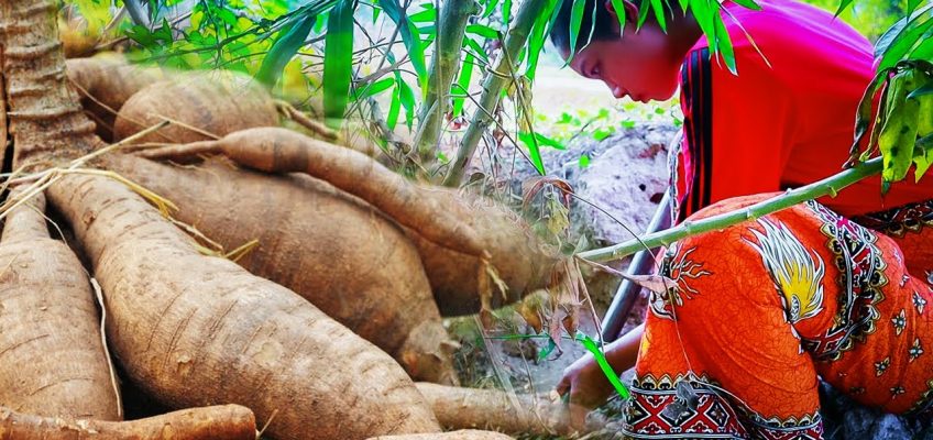 Home Grown Cassava for Lunch [a dish of boiled cassava] | Healthy Foods