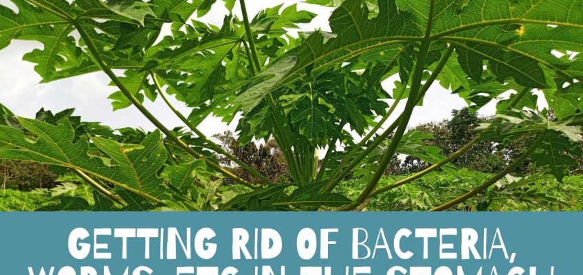 How to clear bacteria, viruses and worms in your stomach