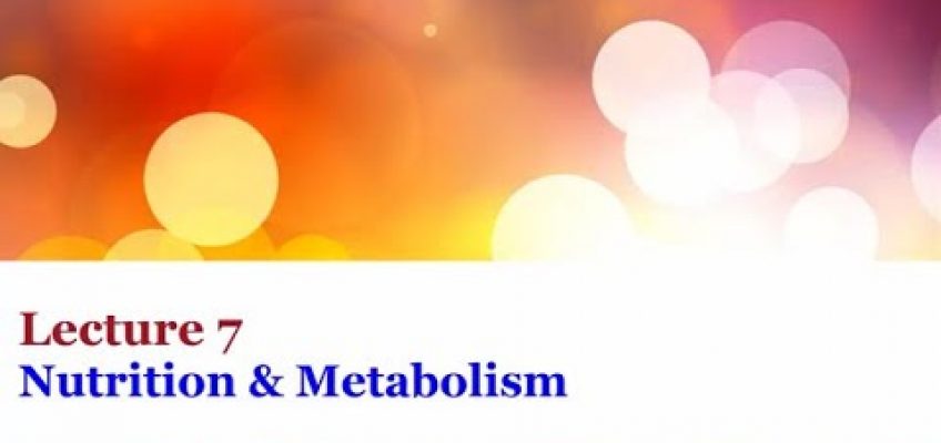 Lecture 7 – Nutrition and Metabolism