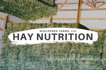 Let’s talk Hay Nutrition –  Cattle to Equine to Alfalfa & Grass Mix | #WieczorekFarms #FarmHer #Hay