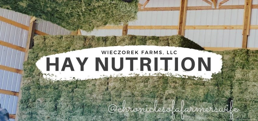 Let’s talk Hay Nutrition –  Cattle to Equine to Alfalfa & Grass Mix | #WieczorekFarms #FarmHer #Hay