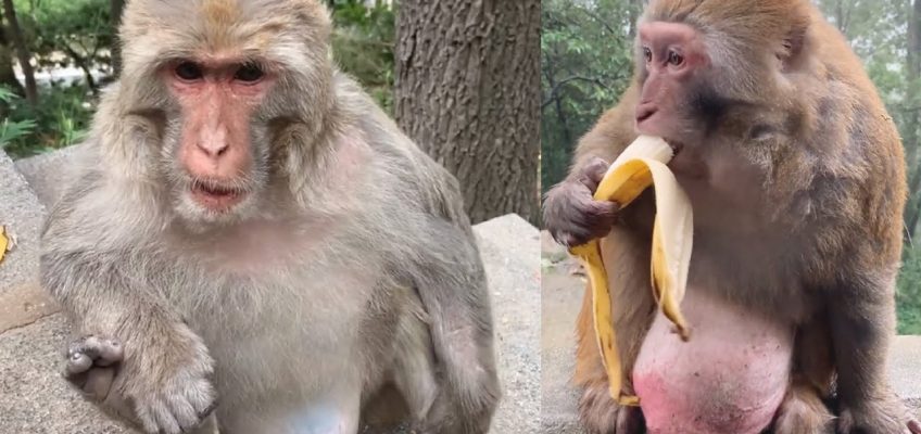 Old Monkeys Need Healthy Food To Stay Strong