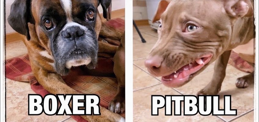 Proper nutrition for dogs !!!