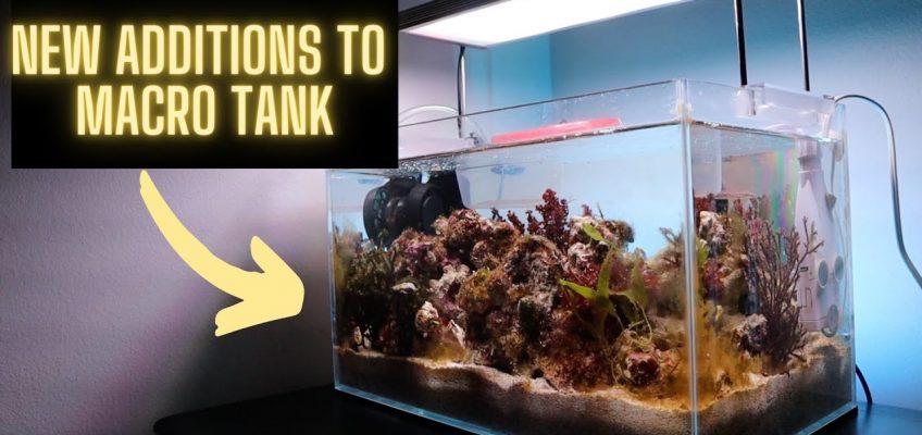 Reef Nutrition Care Package & Pistol Pete gets a Forever Home!